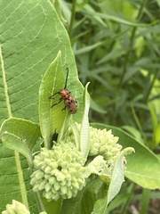Tetraopes tetrophthalmus