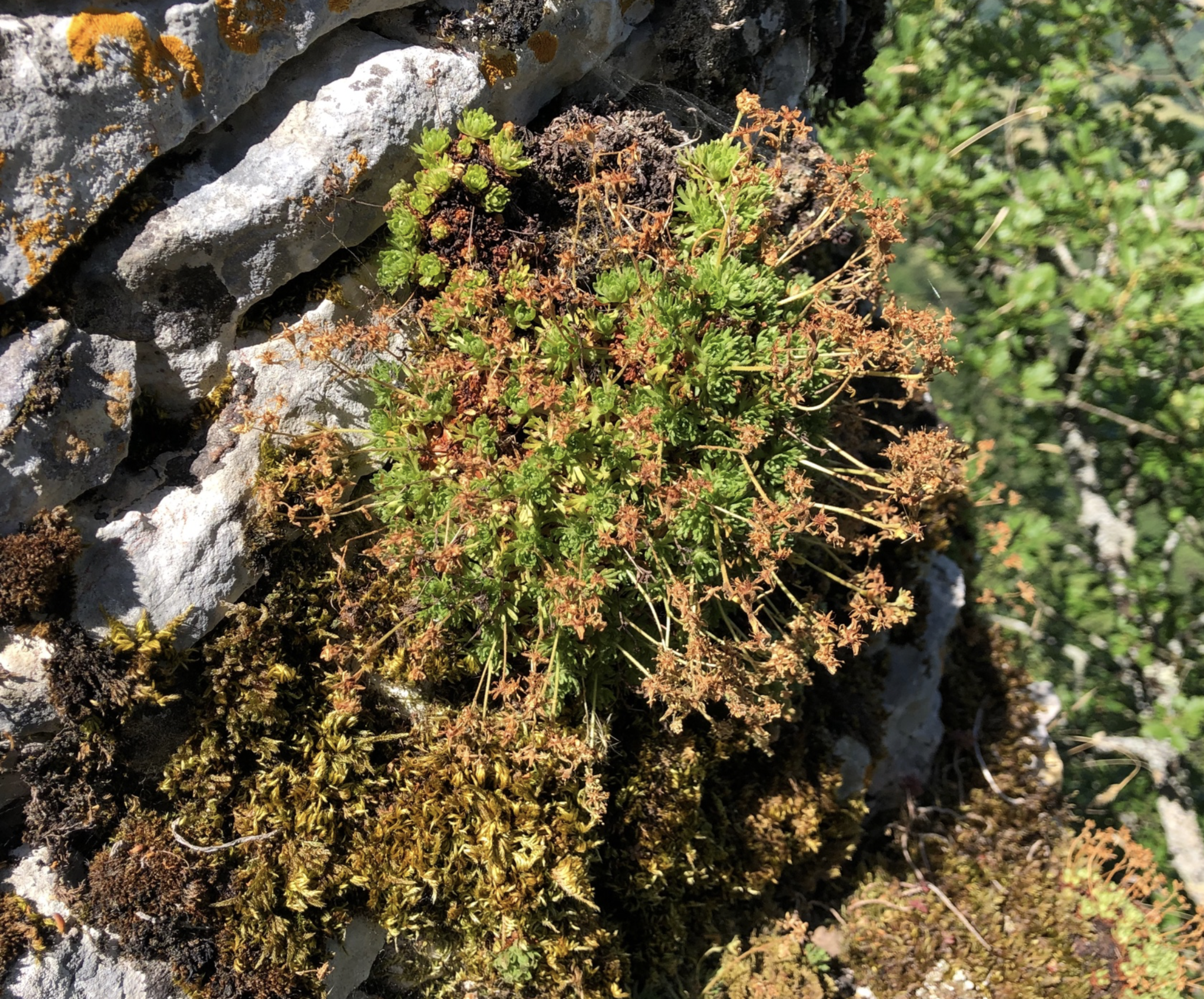 Image of Saxifraga giziana by (c) Jason Grant, some rights reserved (CC BY)