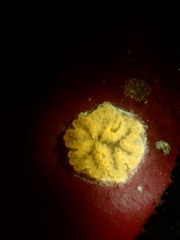 Botrylloides leachii