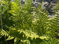 Athyrium distentifolium
