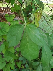 Cissus striata