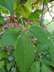 Cissus striata