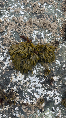 Pelvetiopsis limitata