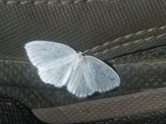 Lomographa vestaliata