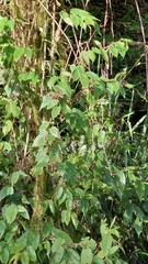 Rubus kawakamii