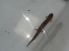 Gyrinophilus porphyriticus