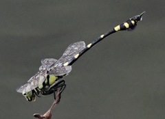 Ictinogomphus pertinax