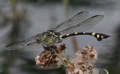 Ictinogomphus pertinax