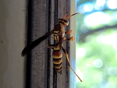 Polistes exclamans