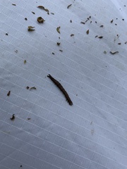 Catocala antinympha