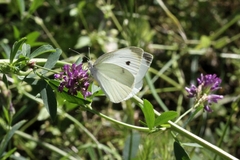 Pieris rapae
