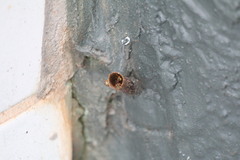 Tetragonisca angustula