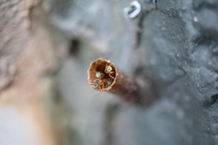 Tetragonisca angustula