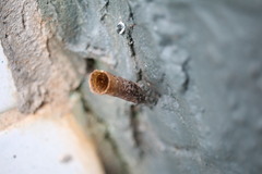 Tetragonisca angustula