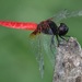 Scarlet Adjutant - Photo (c) marcelfinlay, some rights reserved (CC BY-NC), uploaded by marcelfinlay