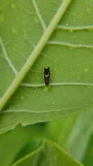 Grapholita interstinctana