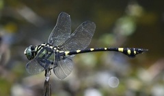Ictinogomphus pertinax