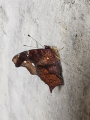 Hypanartia kefersteini