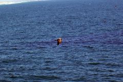 Larus heermanni