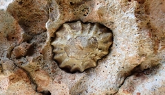 Patelloida latistrigata