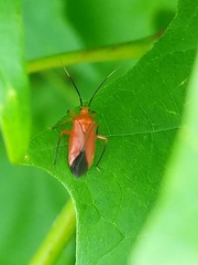 Coccobaphes frontifer