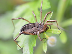 Zachaeus
