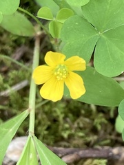 Oxalis grandis