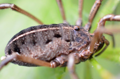 Zachaeus