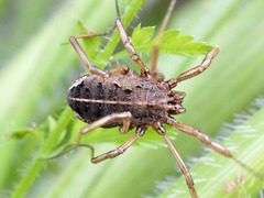 Zachaeus