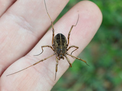 Zachaeus