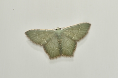 Chloropteryx tepperaria