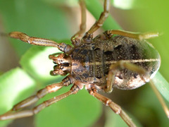 Zachaeus
