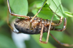 Zachaeus