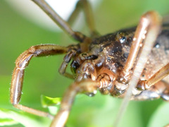Zachaeus