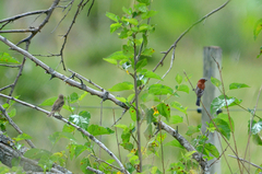 Sporophila cinnamomea