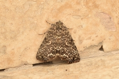 Condicini
