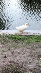 Anas platyrhynchos domesticus