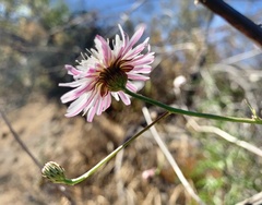 Malacothrix saxatilis tenuifolia