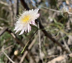 Malacothrix saxatilis tenuifolia