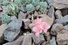Alstroemeria spathulata
