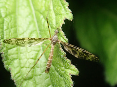 Epiphragma ocellare