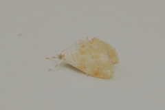 Glaphyria glaphyralis