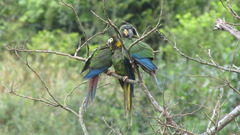 Primolius auricollis