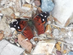 Hypanartia kefersteini