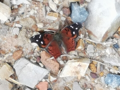 Hypanartia kefersteini