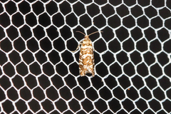 Epinotia tedella