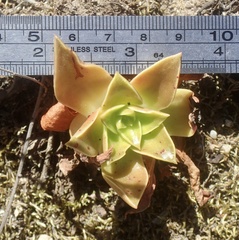 Dudleya stolonifera