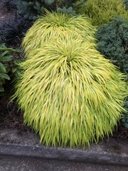 Hakonechloa