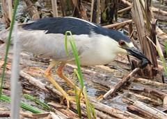Nycticorax nycticorax
