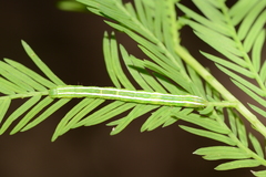 Cutina distincta